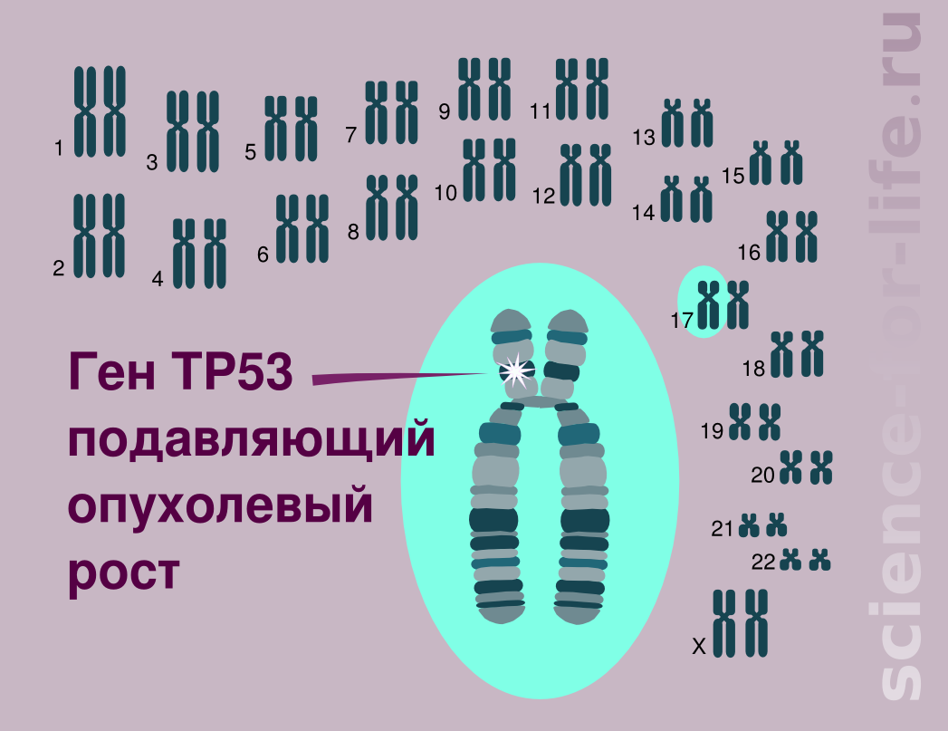 TP53 gene